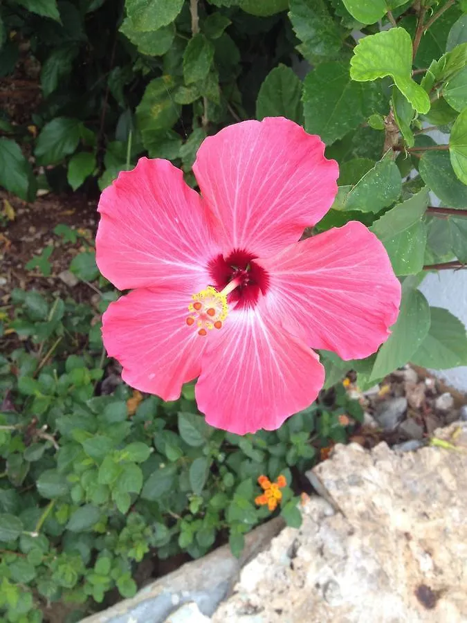 Bed & Breakfast Casa Sirena Bed and Breakfast Bayahibe